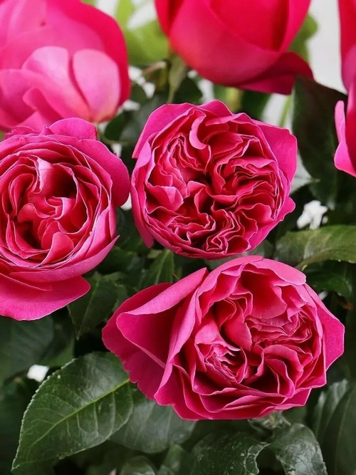 Роза на Штамбе Кейт