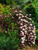 Пузыреплодник "ЛЕДИ ИН РЕД"