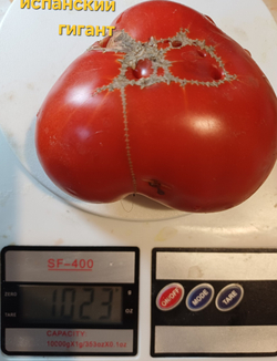 ИСПАНСКИЙ ГИГАНТ