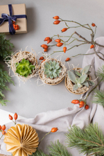 Суккулент в праздничном стаканчике