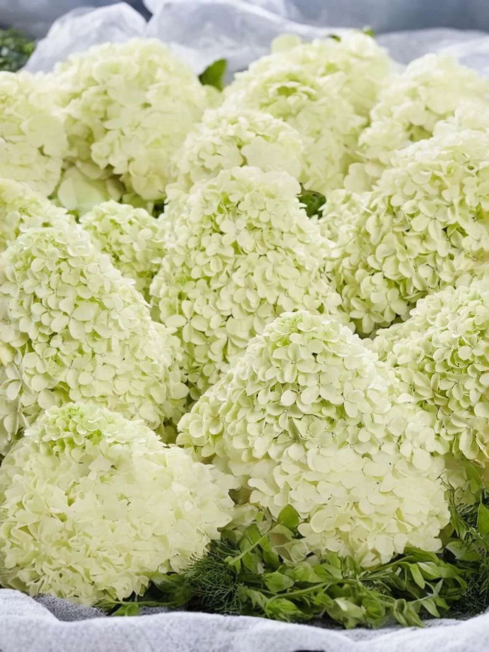 Гортензия метельчатая Пандалус