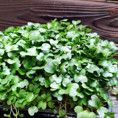 Брокколи на корне (лоток) / 40 гр / РАСПРОДАЖА Брокколи на корне (лоток) / 40 гр / РАСПРОДАЖА