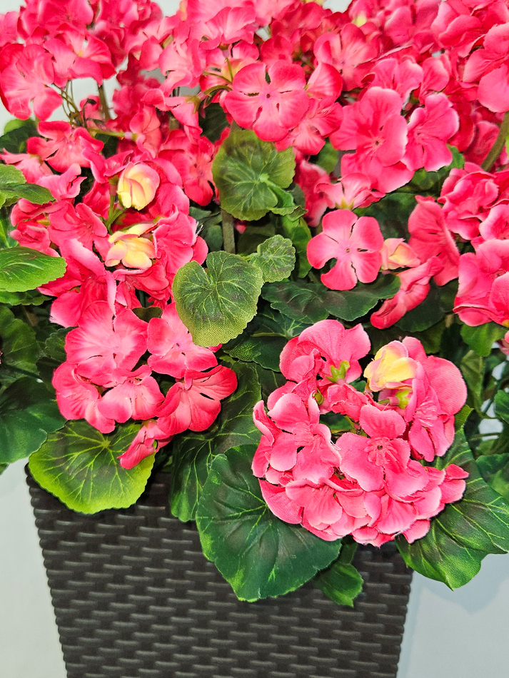 Герань малиновая 80см в высоком коричневом кашпо 51см ротанг