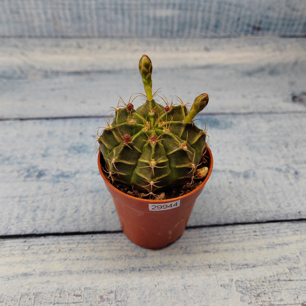 Gymnocalycium Friedrichii (Гимнокалициум)