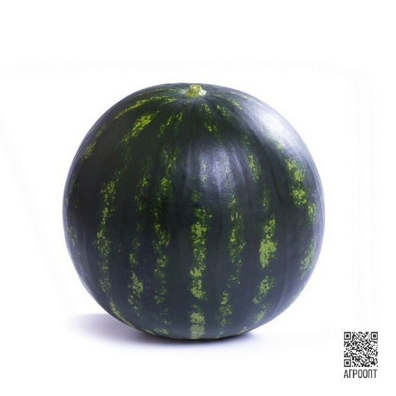 Лузитана F1 семена арбуза (Rijk Zwaan / Райк Цваан) продукт – фото 3