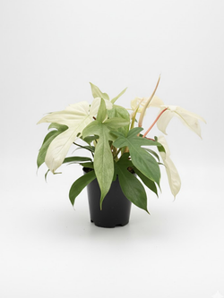 Филодендрон Florida Ghost д.15