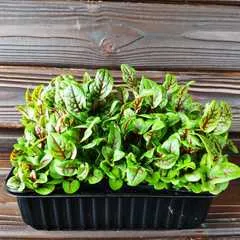 СРЕЗ / Щавель с красными прожилками на корне (лоток) / 20 гр / РАСПРОДАЖА