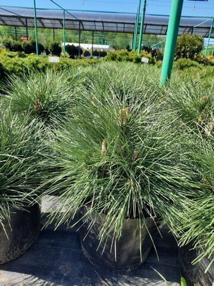 Сосна смолистая Пиллнитз С10 20-30