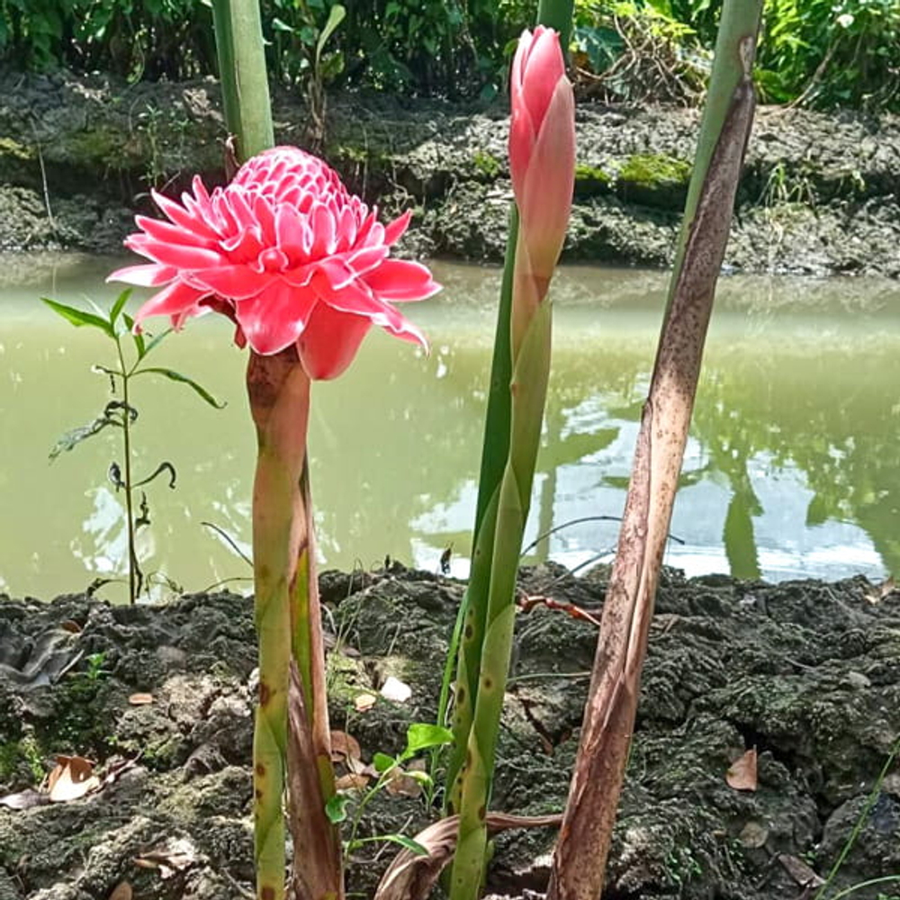 Этлингера высокая – ETLINGERA ELATIOR