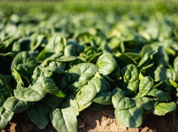 Траверс F1 семена шпината (Enza Zaden / Энза Заден) – фото 4