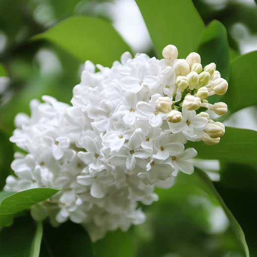 Сирень обыкновенная Мадам Лемуан штамб 120 см Закупка М66 апрель 2026