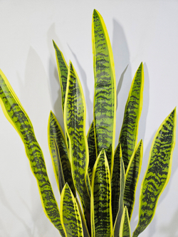 Искусственный Щучий хвост зеленый 100см в кашпо