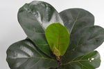 Фикус лирата Бамбино / Ficus lyrata Bambino