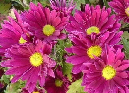 Хризантема мультифлора Crimson м.87 /поставка весна 2026г/