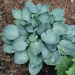 Хоста гибридная Пасифик Блю Эдж С2