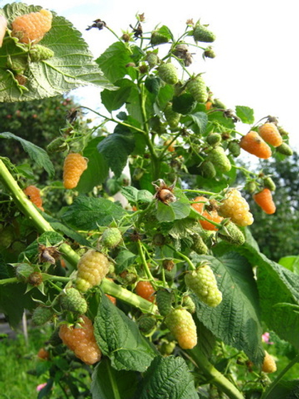 Малина ремонтантная сорт Оранжевое Чудо