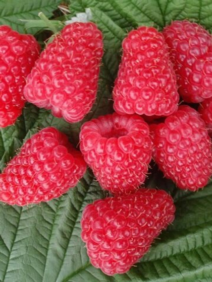 Малина ремонтантная Евразия