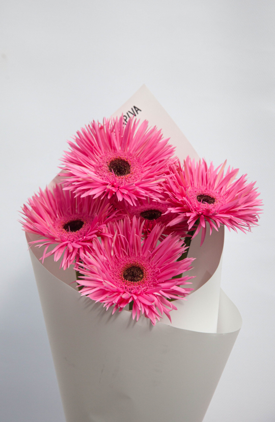 Розовые герберы