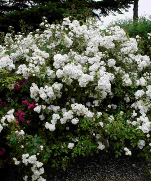 Роза Ватерлоо С7 Закупка М57 июнь 2026