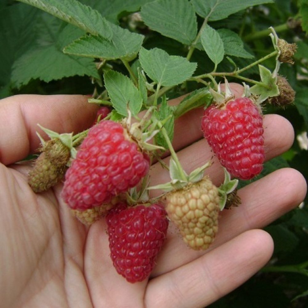 Малина гусар