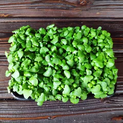 Базилик зеленый на корне (лоток) / 20 гр