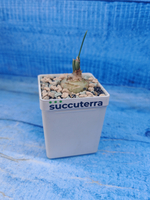 Albuca Spiralis (Альбука)