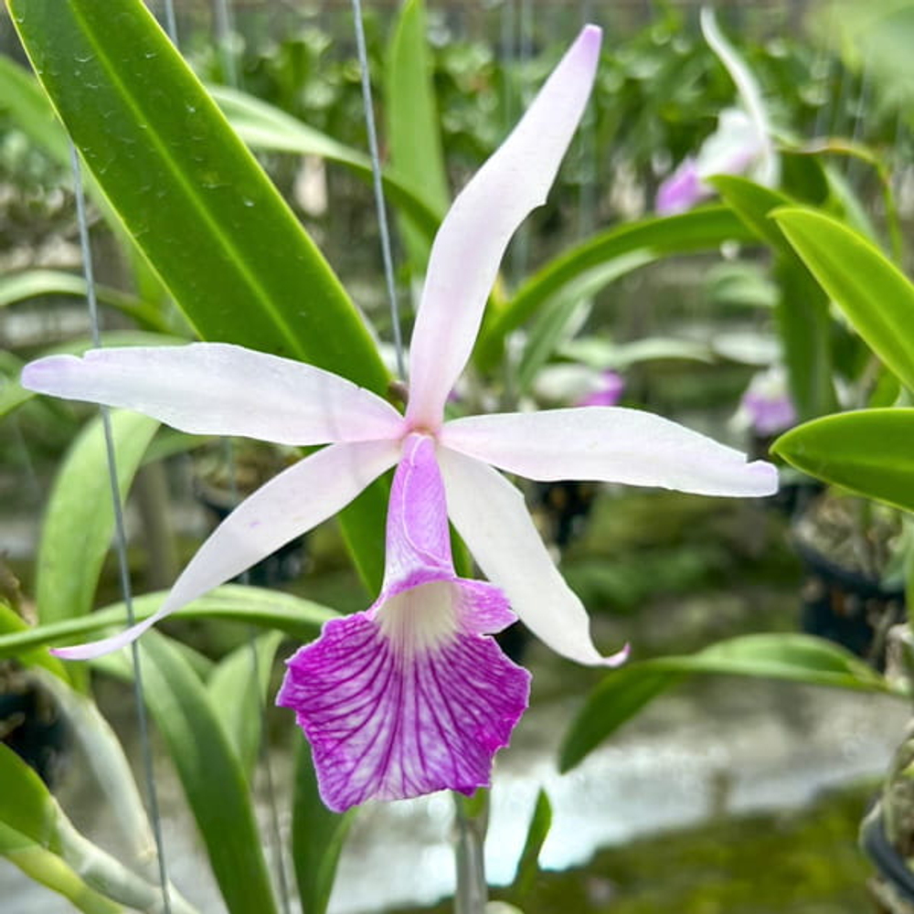 Орхидея брассавола х каттлея B. NODOSA X C. PURPURATA