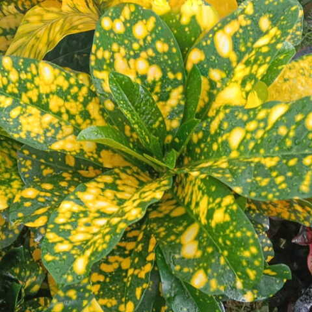 Кротон YELLOW SPLASH