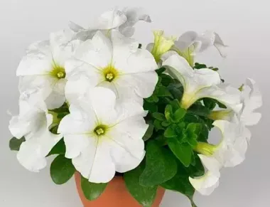 S60195 Петуния кустовая Grandiflora Prism F1 White 10 шт.