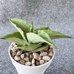 Сансевиерия CROWN