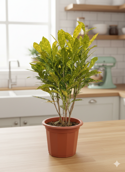 Фикус Бенджамина д.23