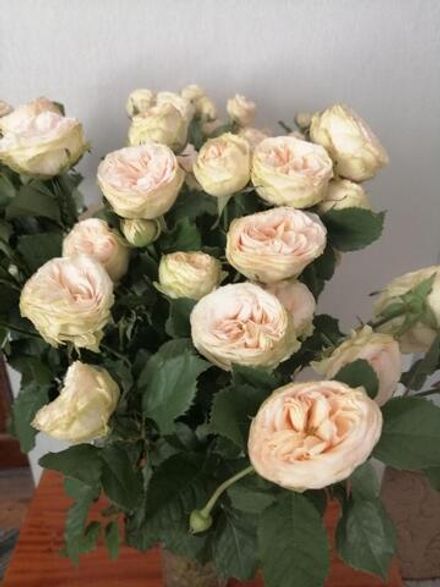 Джентл Трендсеттер (Gentle Trendsetter)