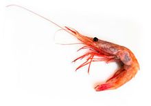 Креветка Углохвостая, 1кг Креветка Углохвостая, 1кг