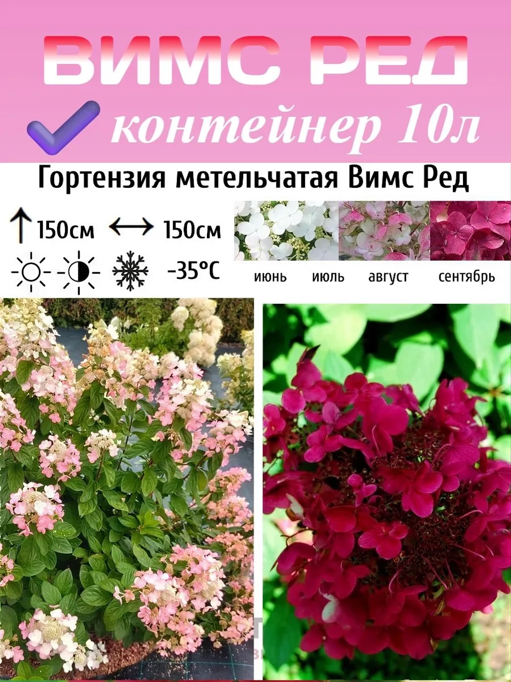 Вимс Ред гортензия метельчатая