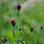 Кровохлебка лекарственная "Tanna". Sanguisorba officinalis "Tanna".