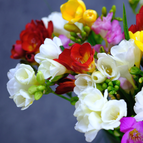 Купить Фрезии микс от 19шт