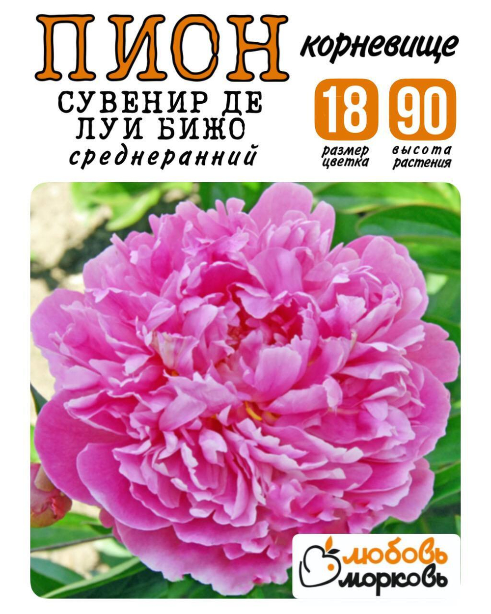 Пион Корневище, Сувенир де Луи Бижо, 1-3почки, 1шт (Любовь Морковь)