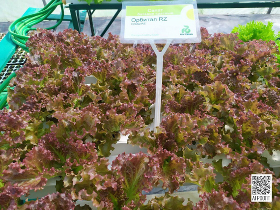Орбитал семена салата батавия (Rijk Zwaan / Райк Цваан) в поле – фото 8