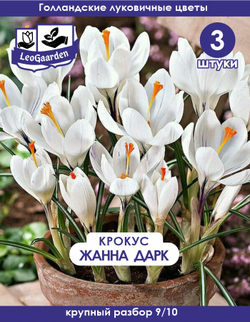 Луковицы цветов Крокус  Жанна Дарк, 3 шт