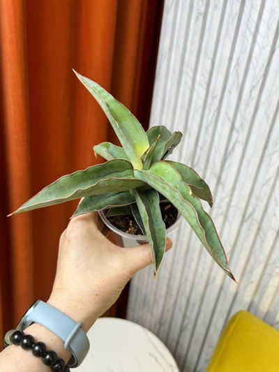 Сансевиерия Блю Лиф, D8см Н20см, 1шт, Urban Jungle (2962)