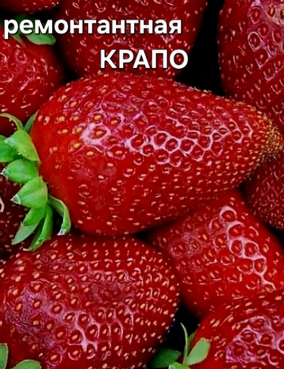 САЖЕНЦЫ РЕМОНТАНТНОЙ КЛУБНИКИ КРАПО