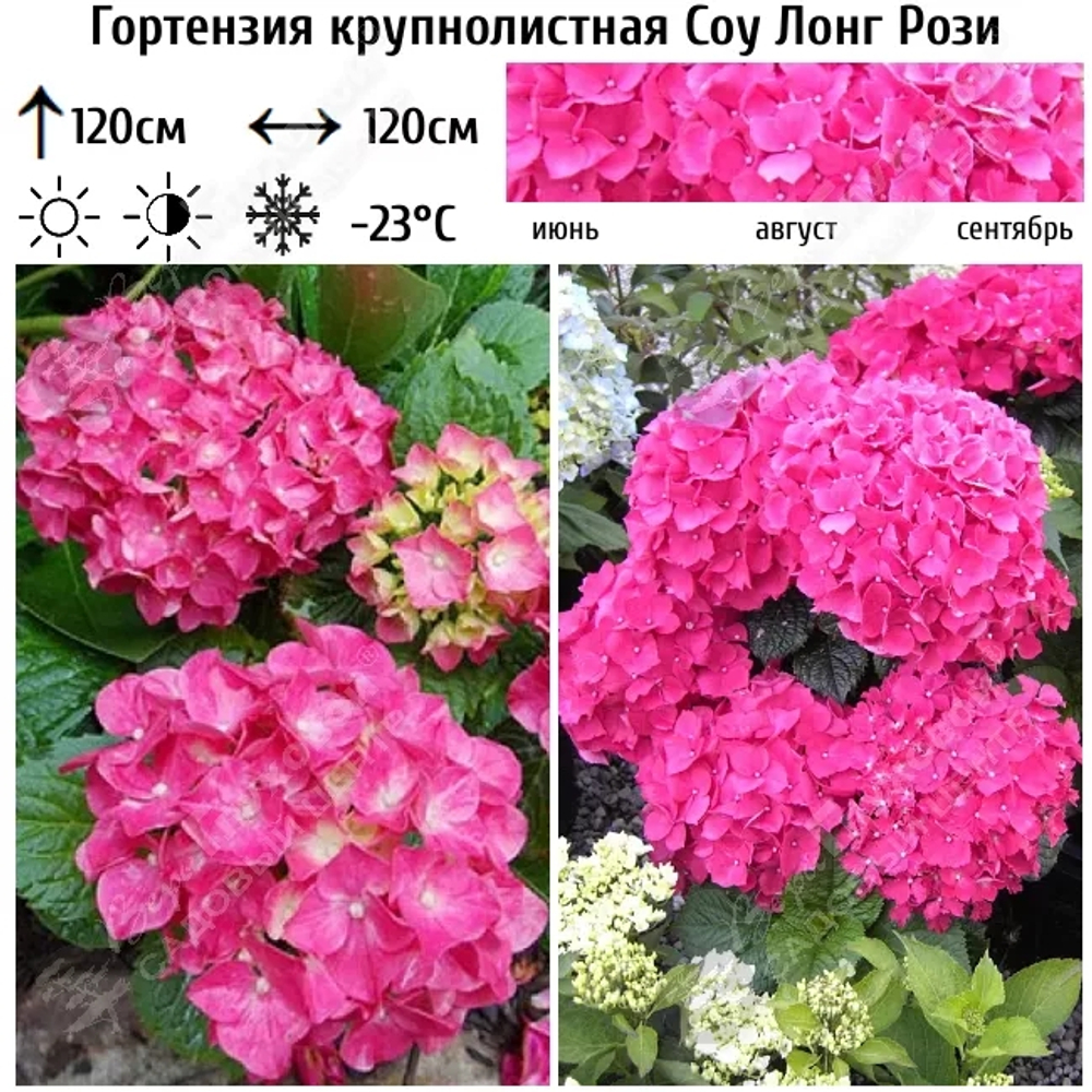 So Long Rosy /Со Лонг Рози(Стандарт поставки Р9)2025г.