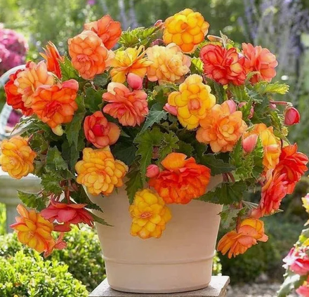 Бегония клубень ампельная Голден Балкони март-апрель 26