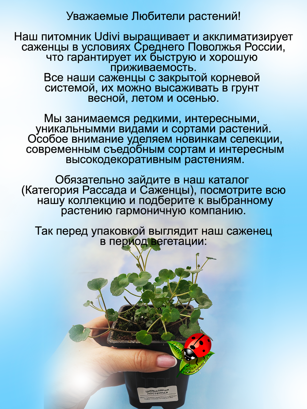 Цимбалярия постенная почвопокровная