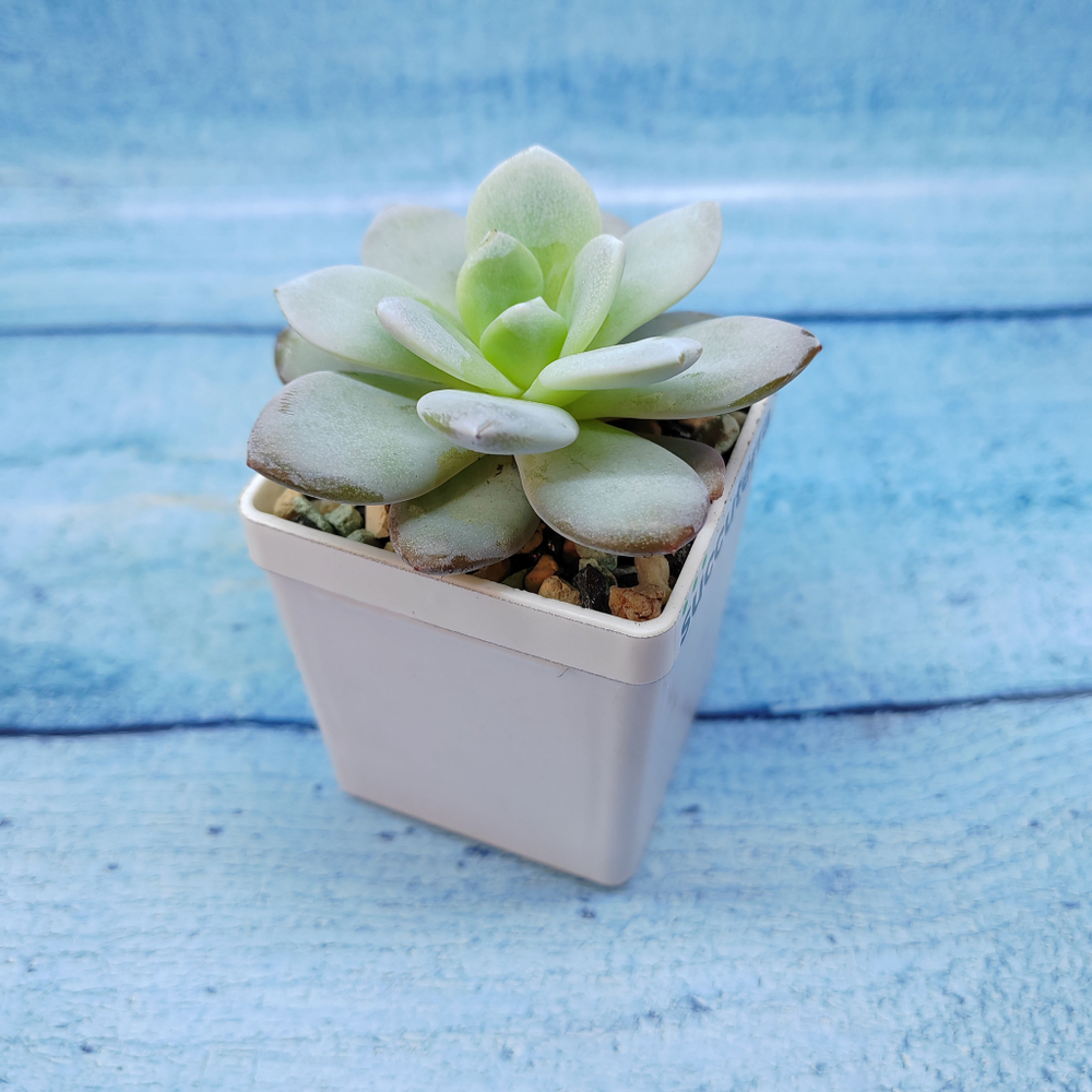 Echeveria Laiu hybride (Эхеверия)