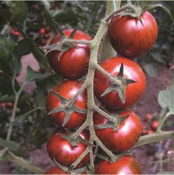 Томат Тайгер F1 3шт ВитаГрин ЭКСТРА