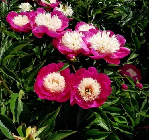 Пион Вайт Кэп 3-5 почек Закупка М81 октябрь 2026