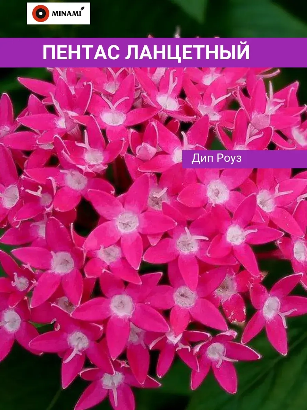 Пентас ланцетный набор