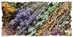 Целебные растения