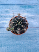 Gymnocalycium Friedrichii (Гимнокалициум)